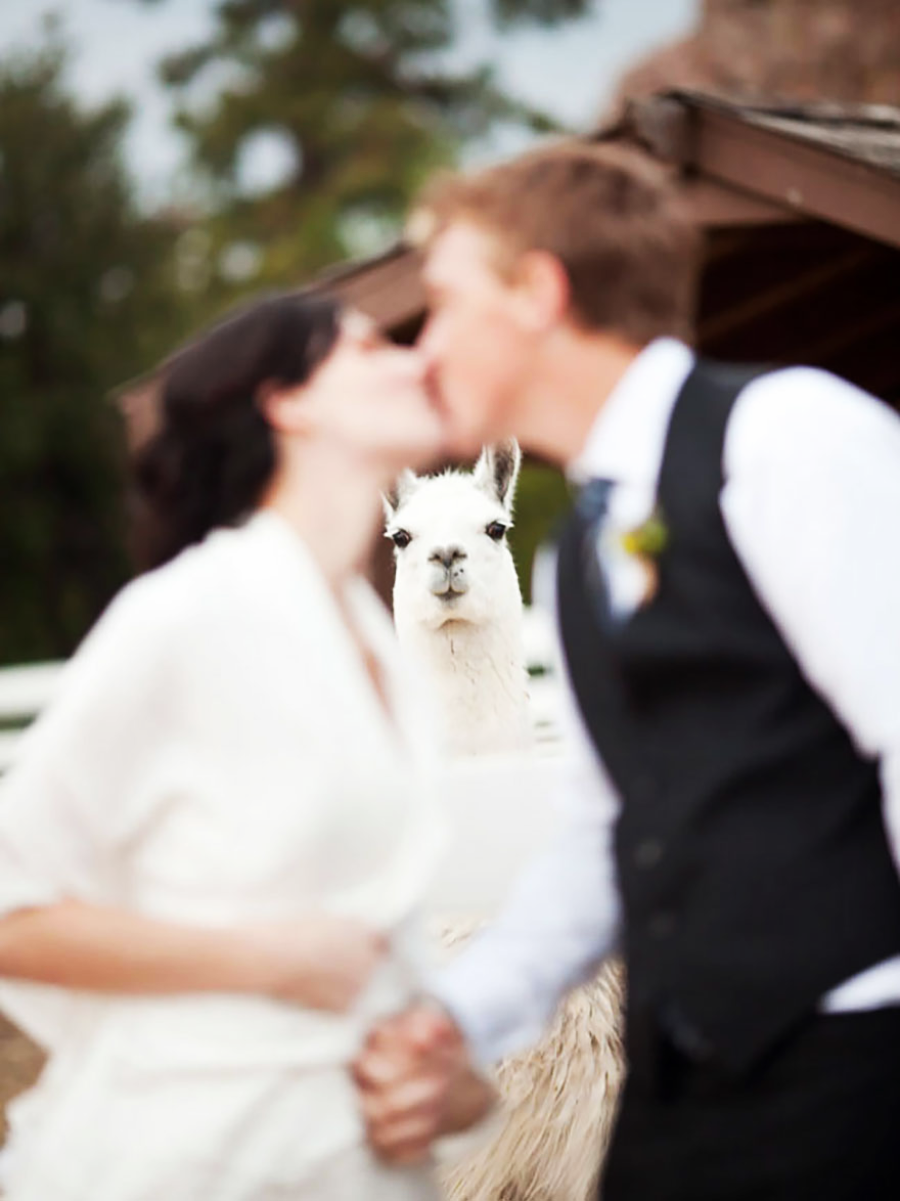 A blurry couple kisses in the foreground while a llama stands behind them in sharp focus, staring directly at the camera.
