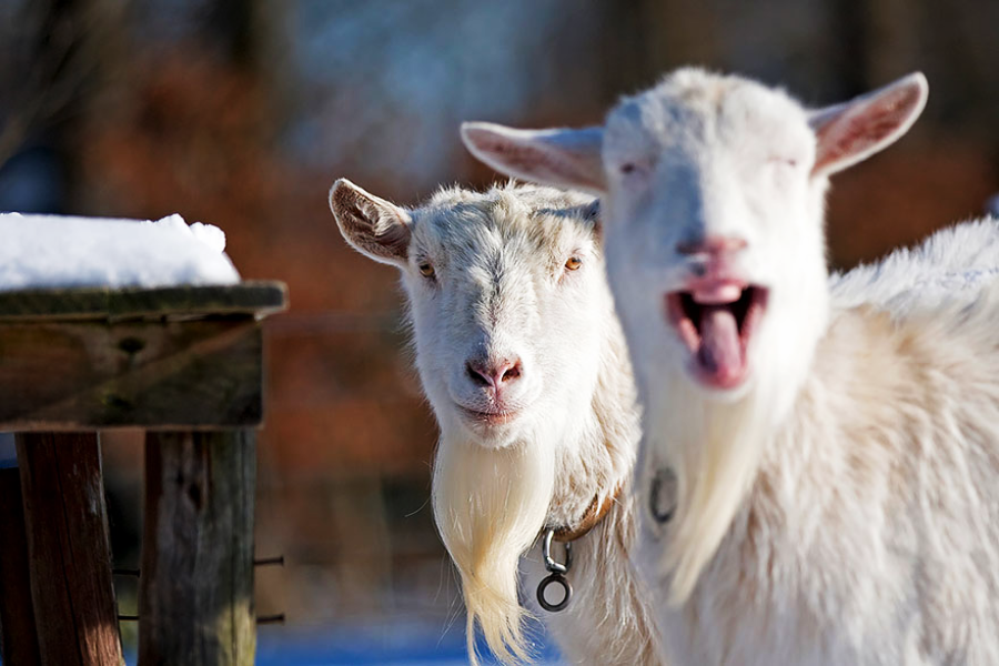 Two white goats stand outdoors in the snow; one faces the camera calmly while the other appears to be bleating or making a funny face. A wooden structure is partially visible on the left.