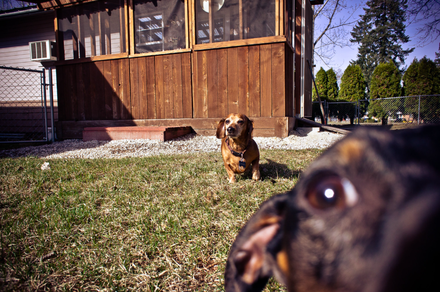 Two dachshunds in a yard; one sits in the background near a wooden building, while the other is close to the camera, partially blocking the view with its face and eye in sharp focus.