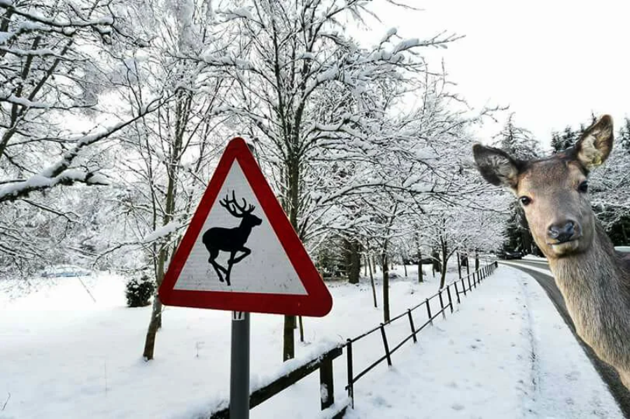 A deer stands beside a snowy road, looking at the camera, near a triangular road sign warning of deer crossing; the background features snow-covered trees and landscape.