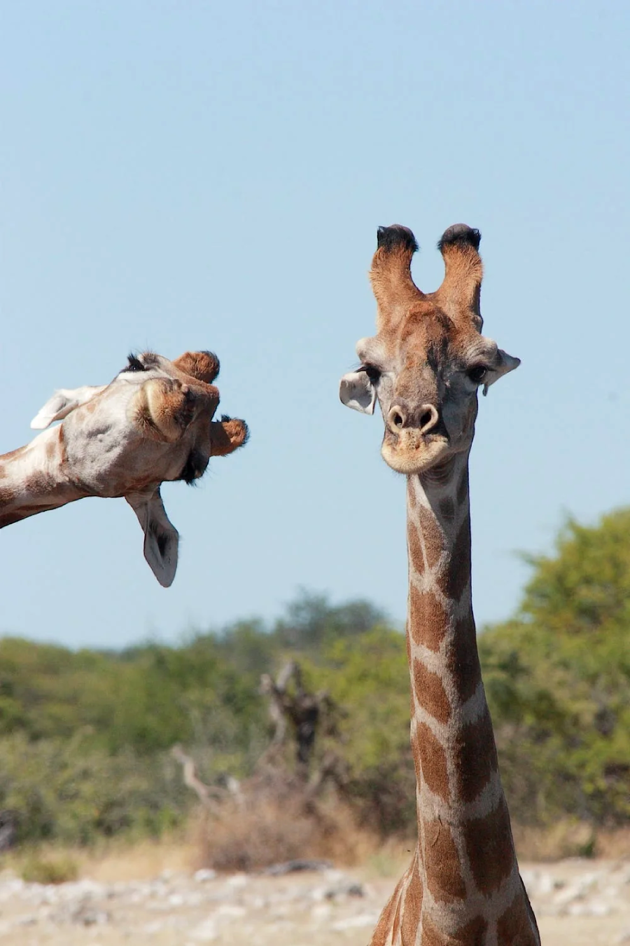 Two giraffes in the wild; one stands upright facing the camera, while the other is playfully upside down with just its head and legs visible, appearing as if it’s waving its hoof. Blue sky and trees in the background.