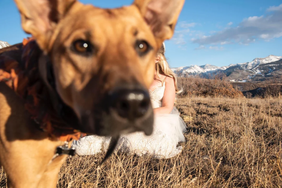 A large brown dog stands close to the camera, its face dominating the foreground, while a woman in a white dress sits blurred in the background on a dry grassy field with snow-capped mountains behind her.