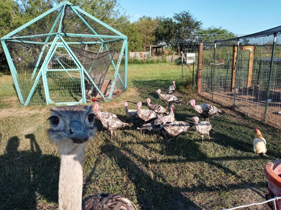 A close-up of an ostrich with a curious expression stands in front of a fenced yard with several turkeys and a chicken. There's a geometric blue coop and wire enclosures in the background on a sunny day.