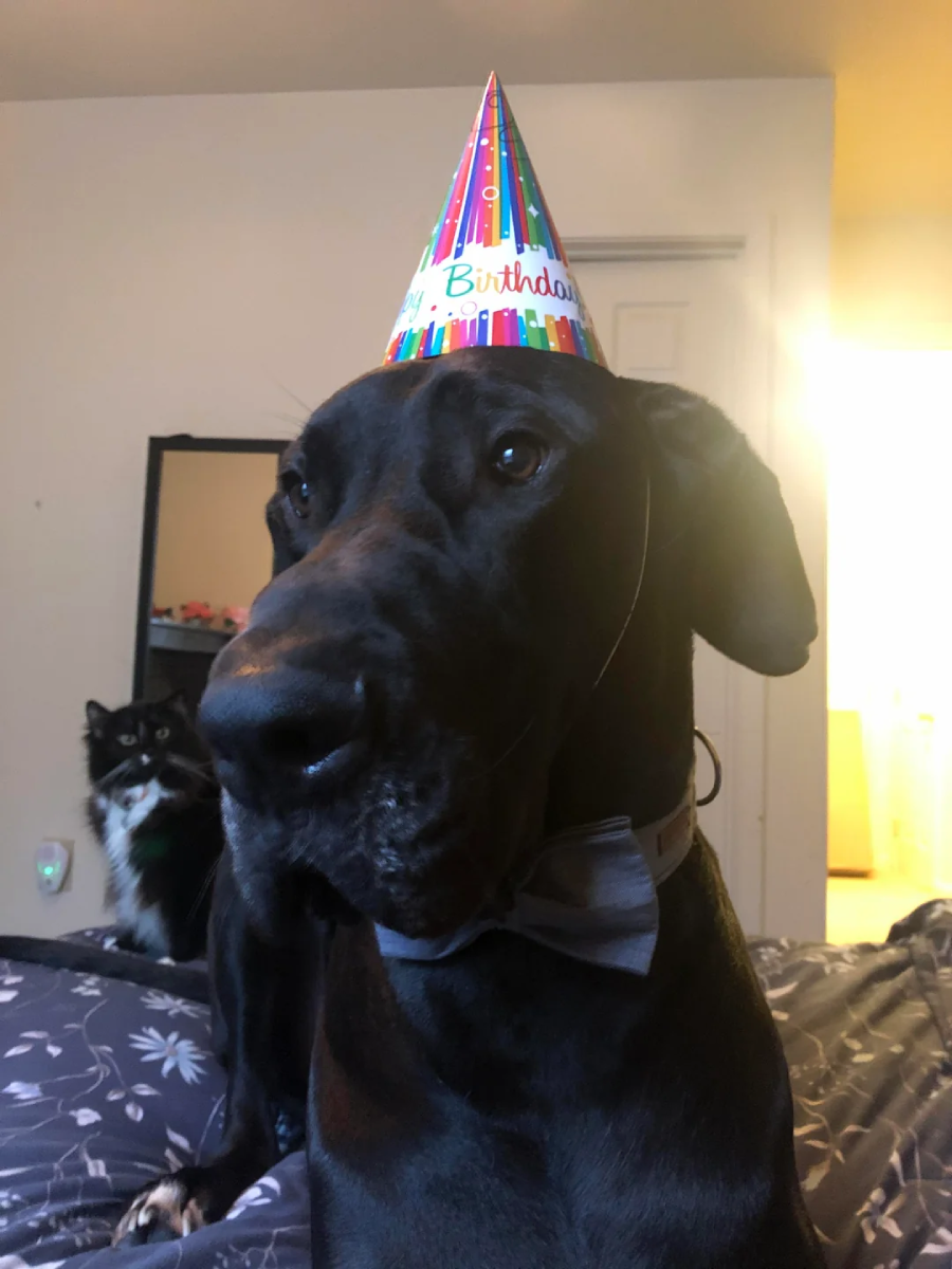 A large black dog wearing a colorful birthday hat and gray bowtie sits on a bed, with a black and white cat in the background. The scene appears to be in a bedroom with muted lighting.