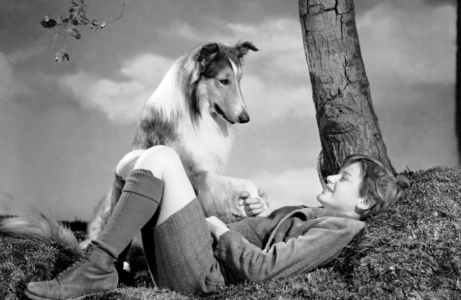 A collie dog places its paw on the hand of a smiling child lying on the grass beside a tree. The child wears shorts, long socks, and boots, and looks up happily at the dog. The scene is outdoors with a cloudy sky.
