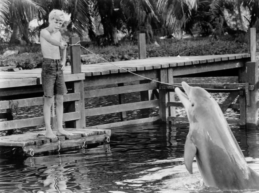A young boy in shorts stands on a wooden dock, playfully interacting with a dolphin that is upright in the water. Palm trees and greenery are visible in the background.