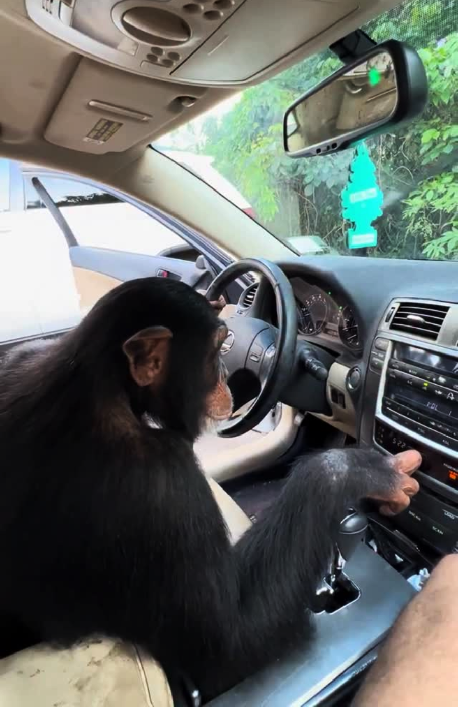 A chimpanzee sits in the driver’s seat of a car, one hand on the steering wheel and the other on the gear shift, with the car parked near green foliage outside the window.