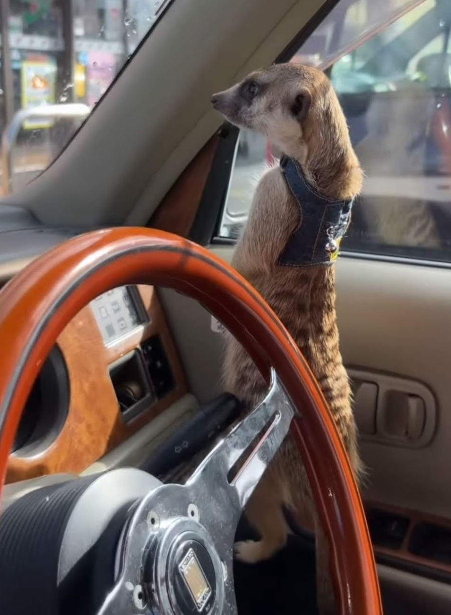 A meerkat wearing a small denim vest stands on the driver's seat of a car, looking out the window over the steering wheel on a sunny day.