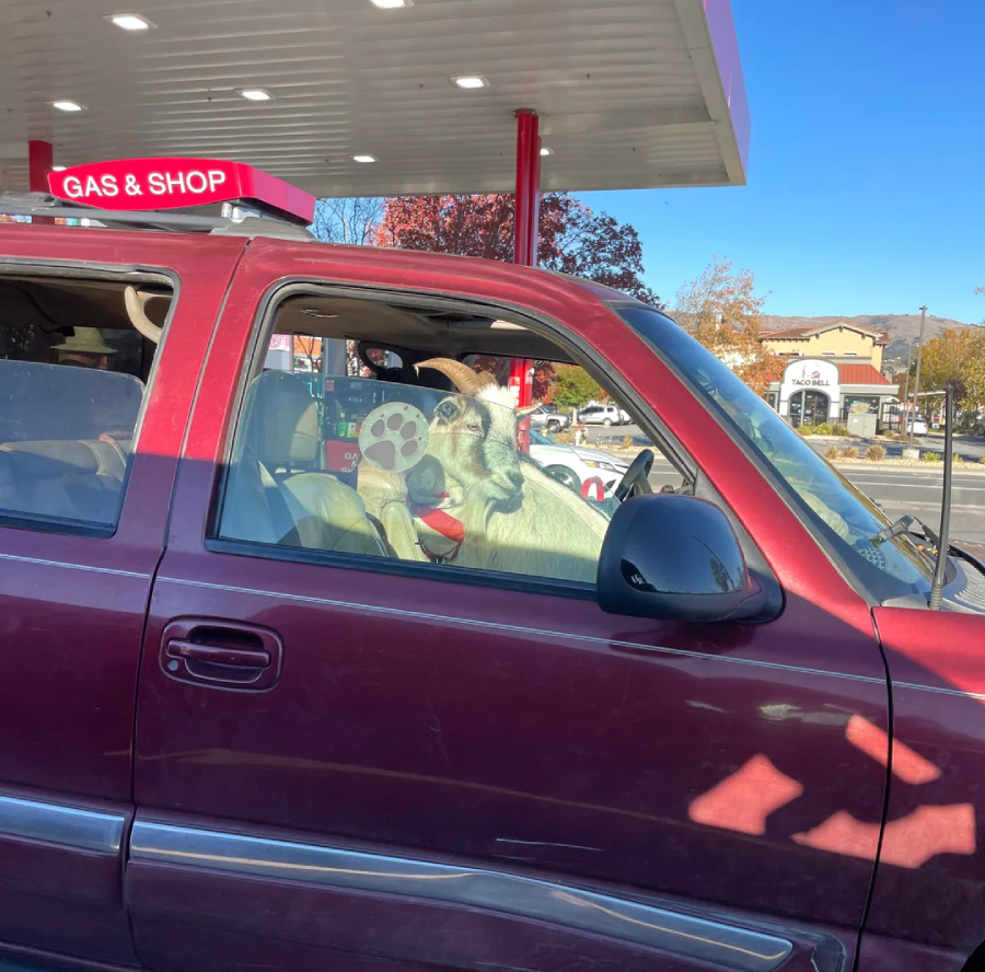 A goat sits in the front passenger seat of a parked maroon SUV at a gas station, looking out the window. The gas station canopy and pumps are visible in the background.
