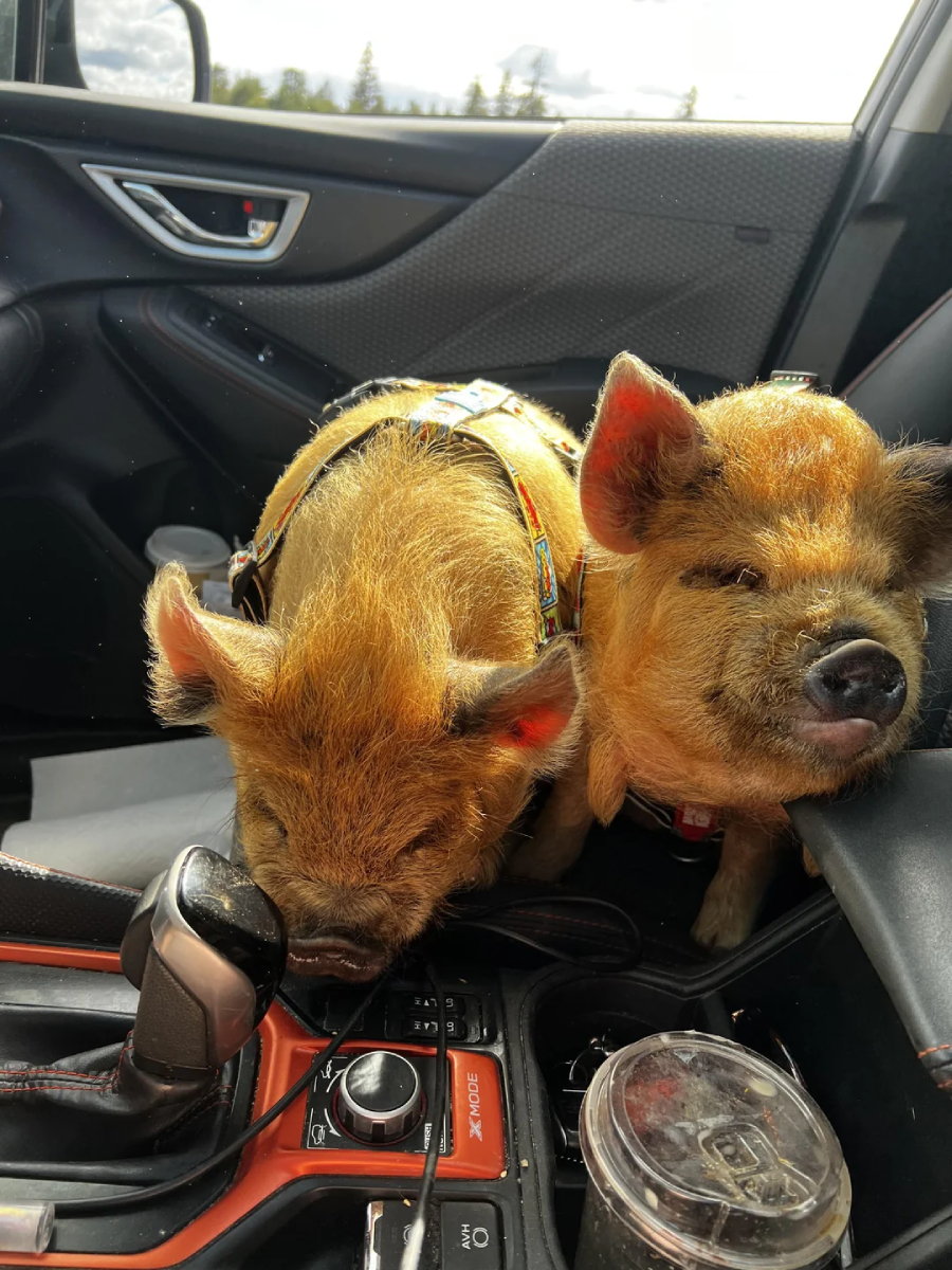 Two small, furry pigs wearing harnesses sit together in the front seat of a car, near the gear shift and center console. Sunlight streams in, and a drink cup is visible in the foreground.