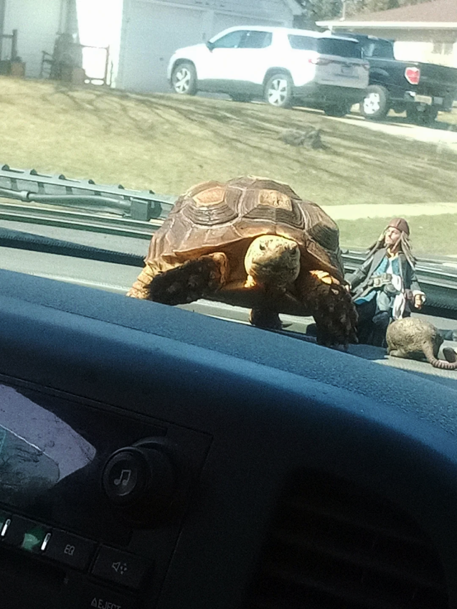 A turtle is on the dashboard of a car next to a small figurine that resembles a pirate. The photo is taken from inside the vehicle, with a suburban street and cars visible through the windshield.