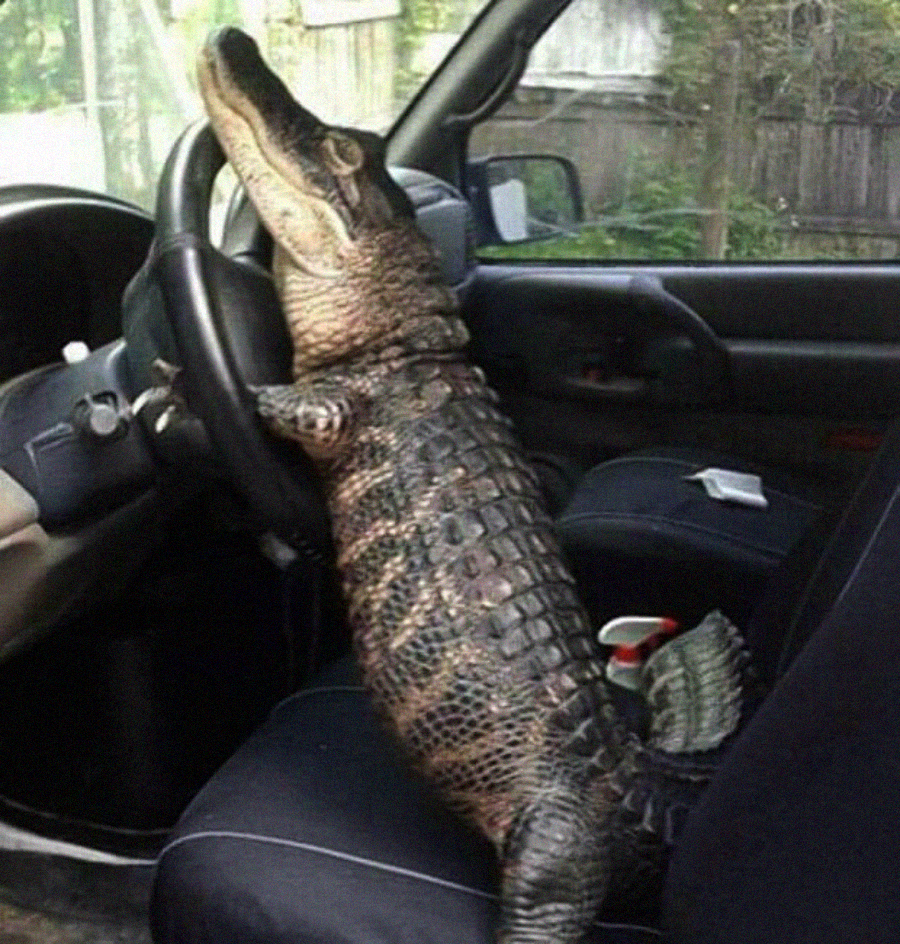 An alligator sits in the driver's seat of a car, with its front legs resting on the steering wheel as if it is about to drive. The car's interior and a bit of the outdoors are visible.