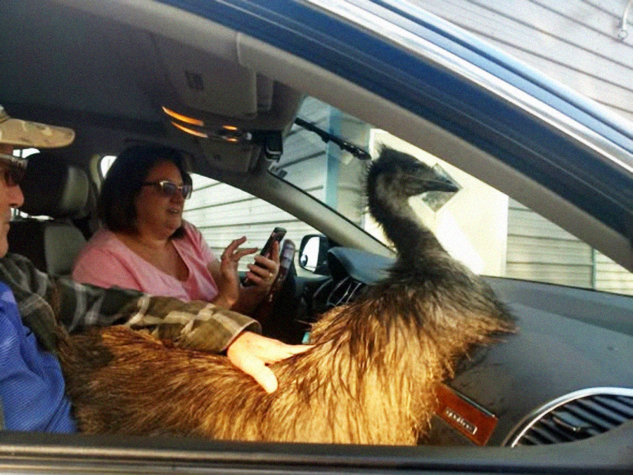 A large emu sits inside a car on the passenger's lap, while a woman in the driver's seat looks at her phone and talks. Sunlight streams in through the window, and the scene appears lighthearted and unusual.