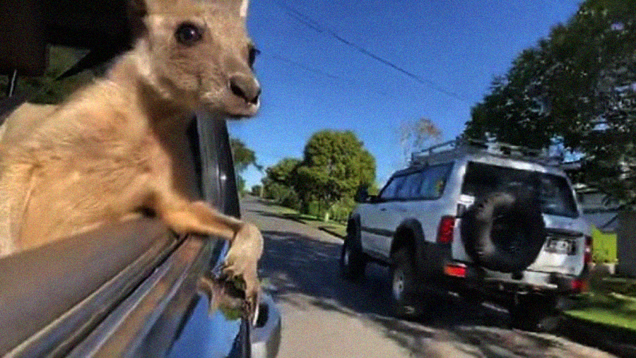 A kangaroo leans out of a car window, looking outside as the vehicle travels down a suburban street with trees, houses, and another SUV ahead under a clear blue sky.