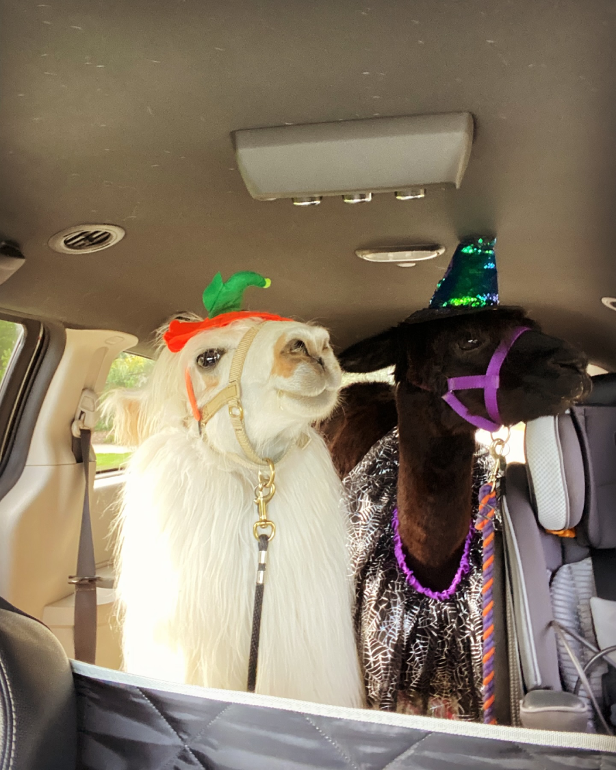 Two llamas sit in the backseat of a car; one is white with a leaf headband, and the other is brown wearing a sparkly blue party hat and a cape. Both appear calm and are secured with harnesses.