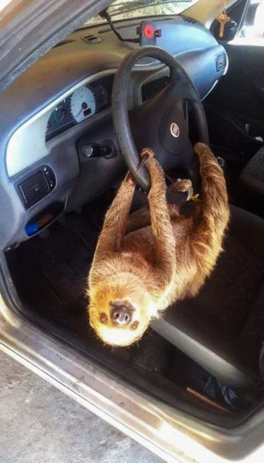 A sloth hangs upside down from a car steering wheel, gripping it with all four limbs, inside the driver's seat area of a parked car.