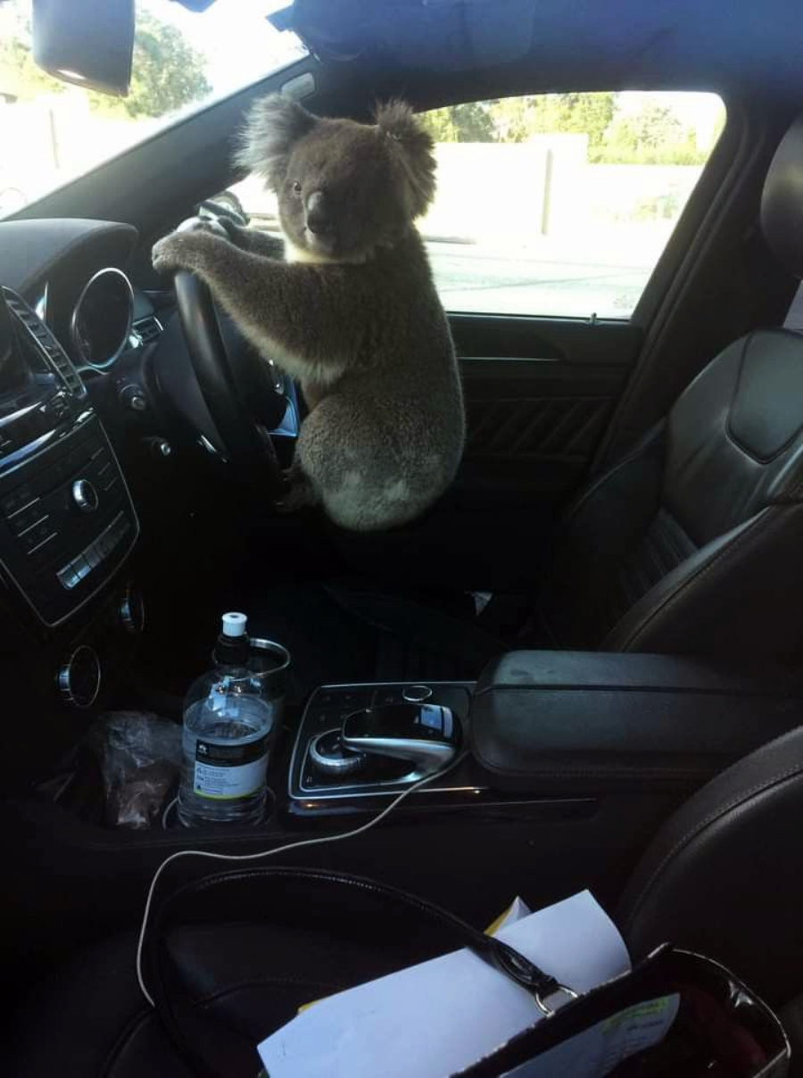A koala is sitting in the driver’s seat of a car with its paws on the steering wheel, looking toward the camera. There is a water bottle and some papers on the center console.