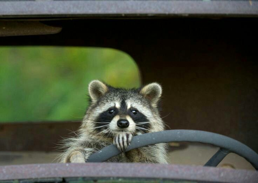A raccoon sits behind the steering wheel of an old, rusty vehicle, looking forward with its paw resting on the wheel. The background appears green and out of focus.
