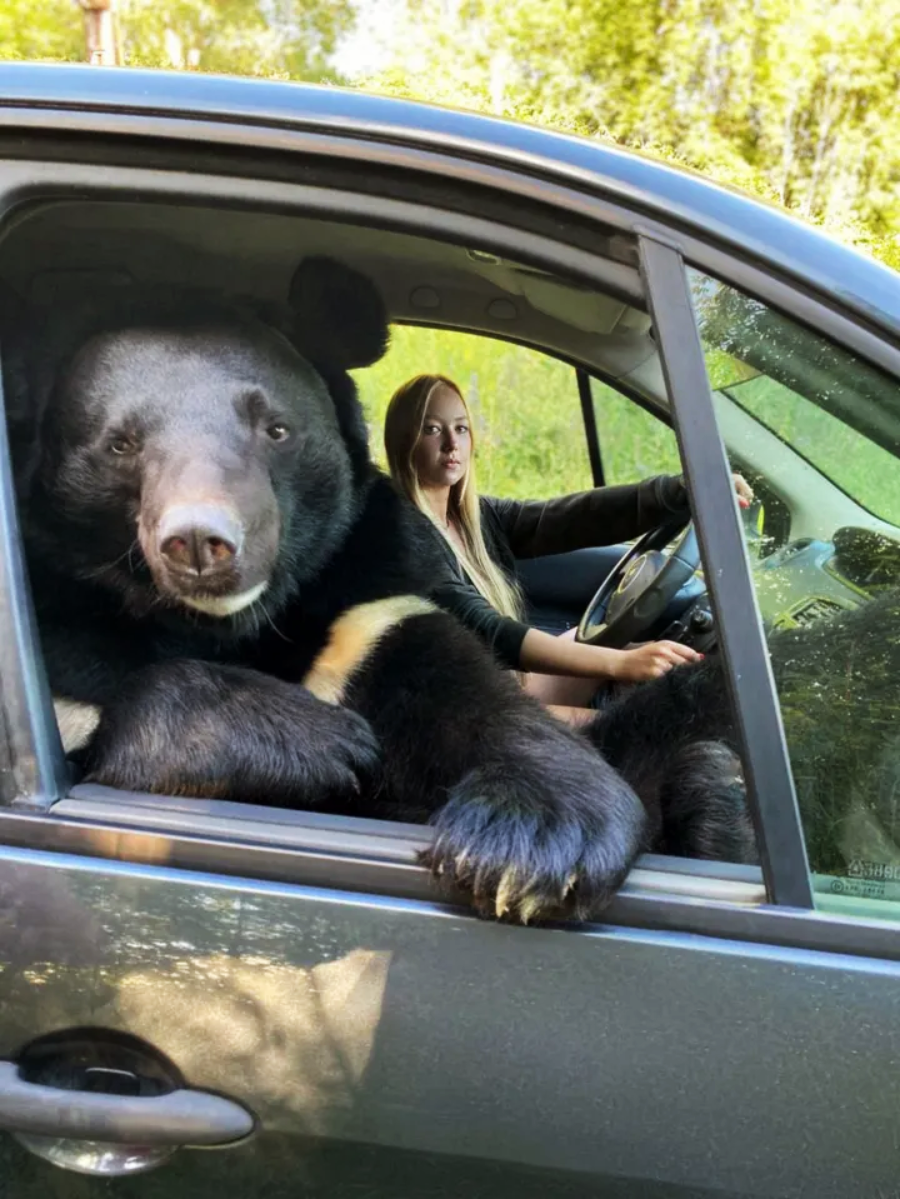 A large bear sits in the front passenger seat of a car with its paw hanging out the window, while a woman sits in the driver’s seat, looking forward. Trees and greenery are visible outside.