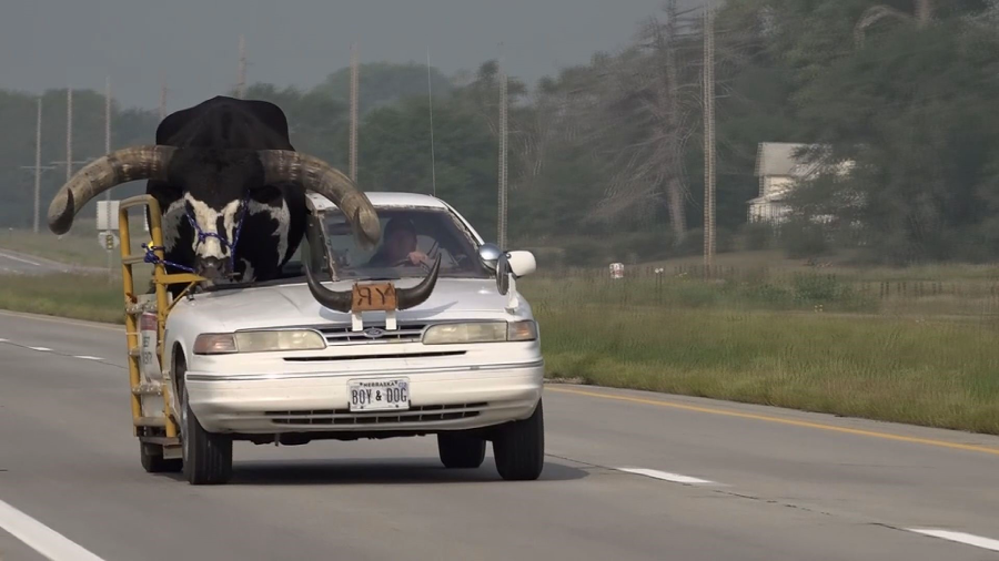 A white car drives down a highway with a large black-and-white steer secured in a custom metal frame on the front hood. The car has Texas license plates and a driver inside. Trees and grass line the roadside.