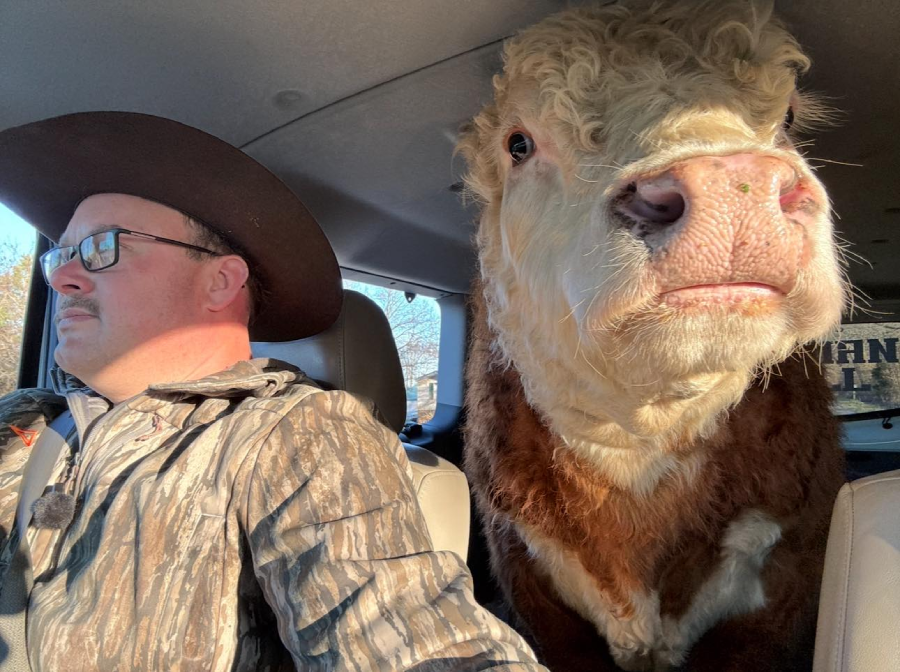 A man wearing glasses and a cowboy hat sits in the driver’s seat of a car, while a large brown and white cow sits in the passenger seat beside him. Sunlight shines in through the windows.