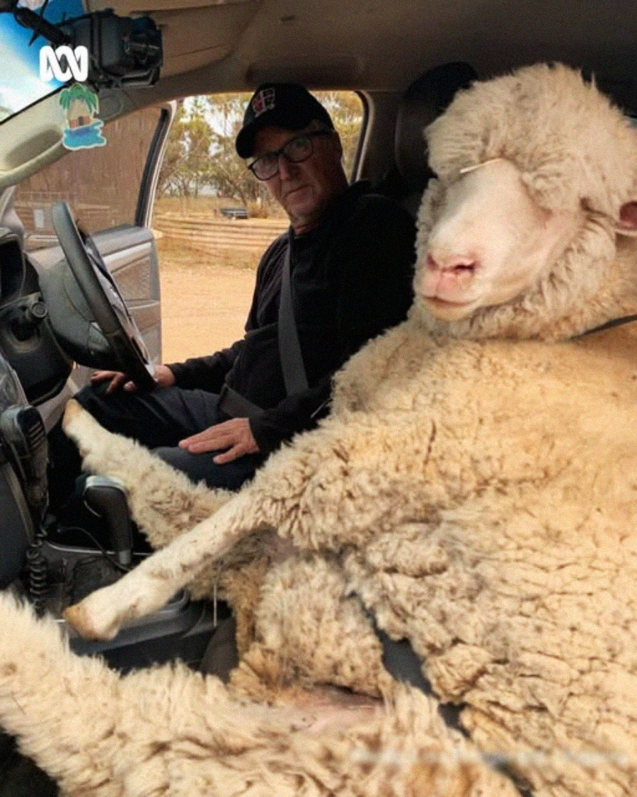 A man wearing glasses and a cap sits in the driver's seat of a car, while a large, fluffy sheep sits upright beside him in the front passenger seat, both looking forward.