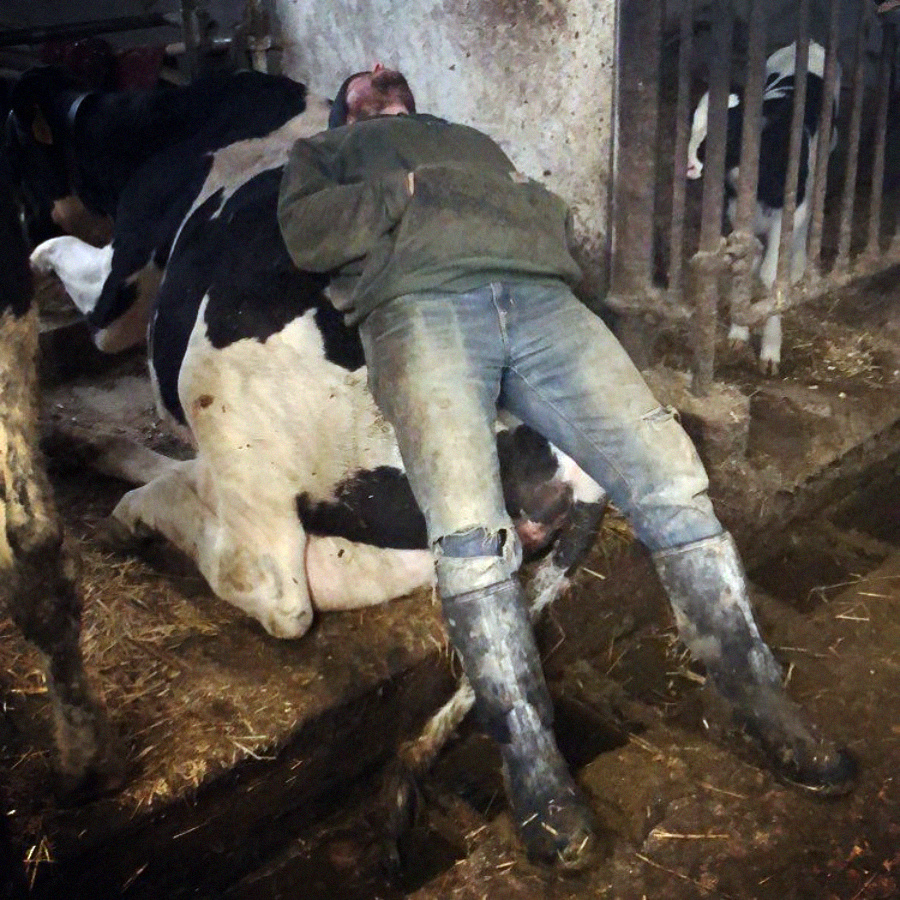 A person in muddy boots and farm clothes lies on their back, resting on a cow that is lying down in a barn. The person appears to be napping, using the cow as a pillow.