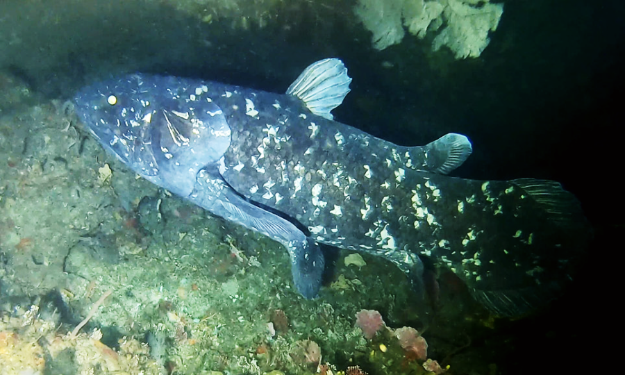 A coelacanth fish with mottled dark blue and white scales swims near a rocky underwater surface, illuminated by a light source in a dark aquatic environment.