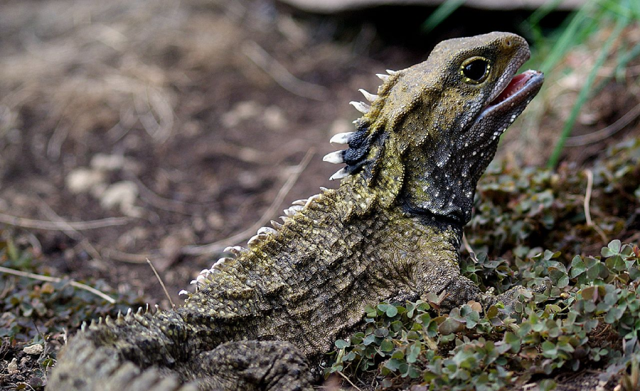 A tuatara, a reptile with rough, spiky skin and a crest along its back, rests on brown soil with small green plants. Its mouth is open, showing part of its tongue.