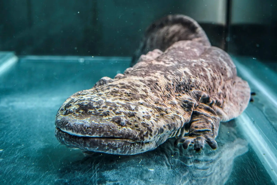 A close-up view of a large, brown, spotted salamander resting underwater in a clear aquarium, with its wide body and flat head visible.