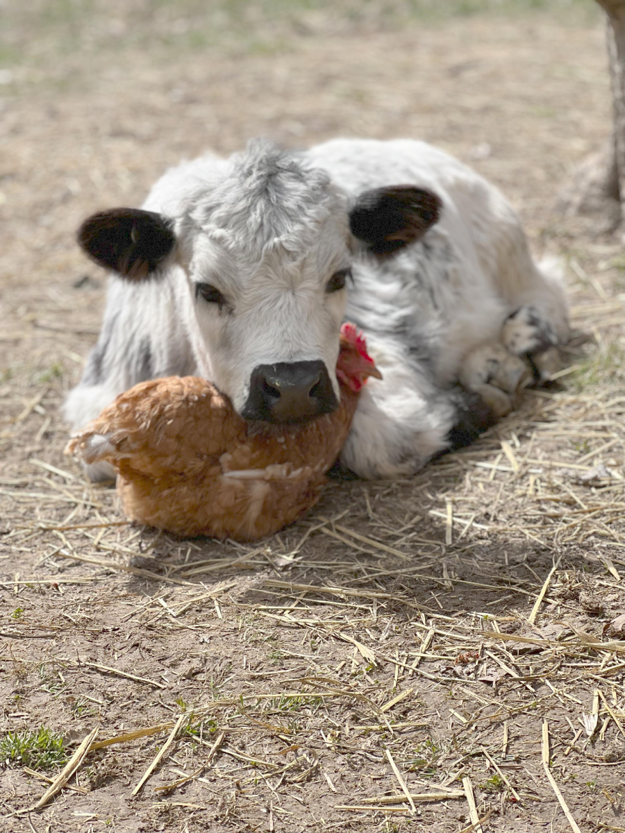 A white and black calf is lying on the ground, gently cuddling a brown chicken with its head resting on the chicken's back. They are outdoors on dry, straw-covered soil.