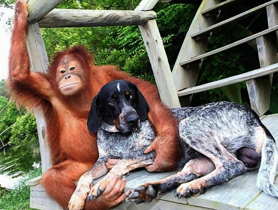 An orangutan sits on a wooden platform with one arm resting on a railing, while gently hugging a black and gray dog lying beside it. Green foliage and wooden steps appear in the background.