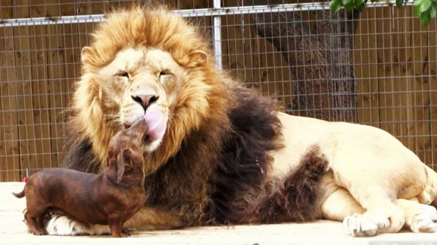 A lion lies on the ground, gently licking a small brown dachshund standing in front of it. The scene is set in an enclosed area with wire fencing in the background.