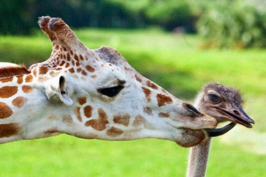 A giraffe gently nibbling or licking the head of an ostrich, both animals standing close together in a grassy outdoor setting.