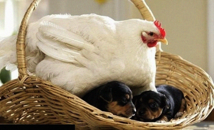 A white chicken sits in a woven basket, covering and sheltering two small black and brown puppies lying beneath her.