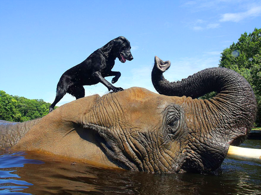 A black dog stands playfully on the back of a swimming elephant, whose trunk is raised above the water; green trees and blue sky are visible in the background.