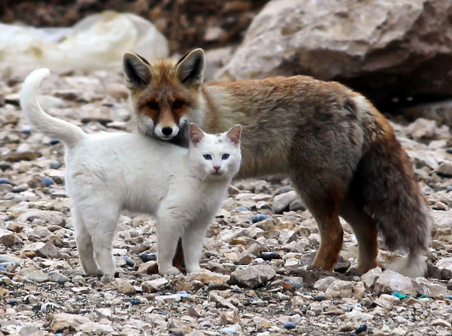 A brown fox and a white cat stand close together on rocky ground, both looking toward the camera. The cat is in front, and the fox’s head rests gently on the cat’s back.