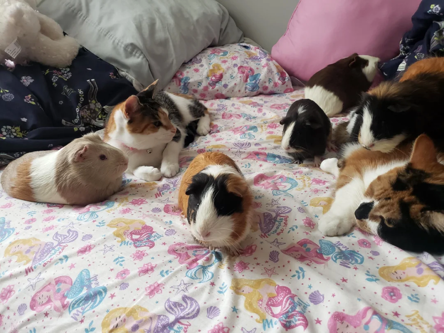 Several guinea pigs and two calico cats lie together on a bed with colorful, cartoon-themed sheets and pillows. The animals appear relaxed and comfortable in a cozy bedroom setting.