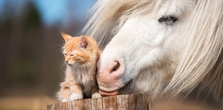 A fluffy white horse gently nuzzles a small orange kitten sitting on a wooden fence. The kitten closes its eyes, appearing content, as the two animals share a peaceful moment outdoors.