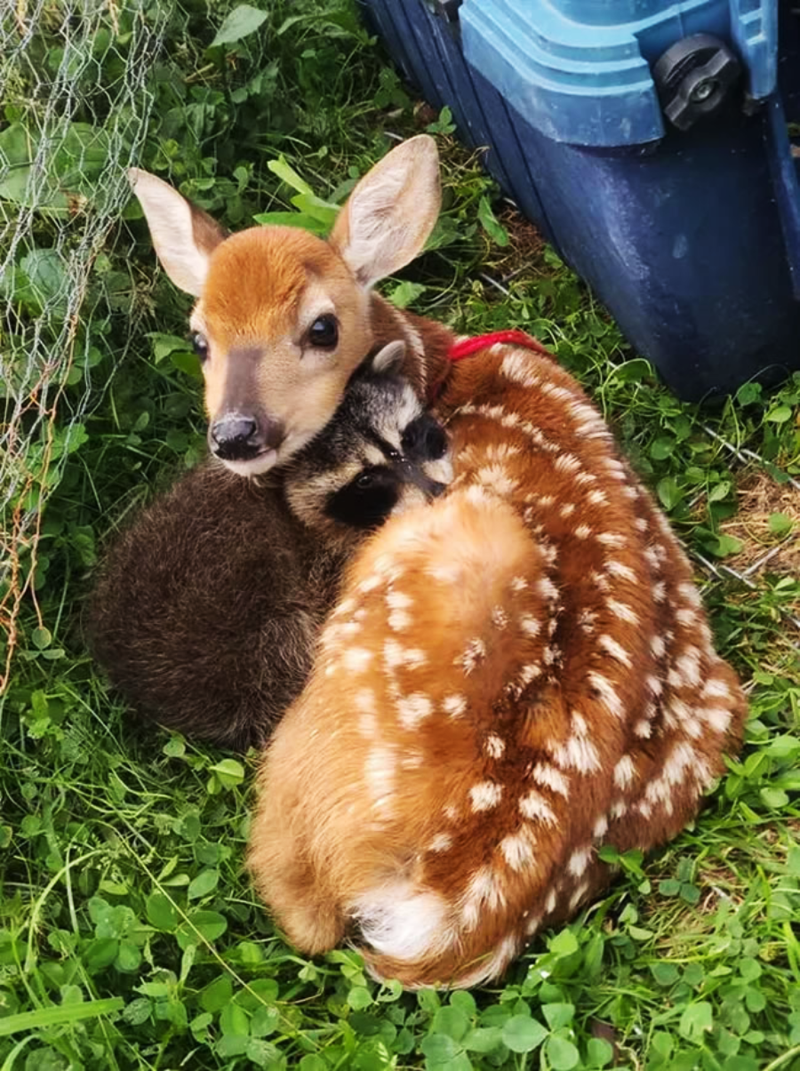 A baby deer and a raccoon cuddling together on green grass near a blue container and some fencing.