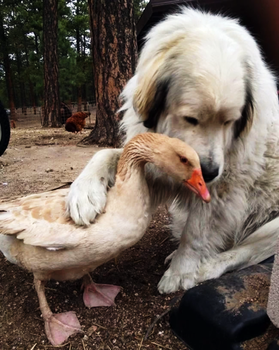 A large white dog gently rests its paw and head on a light brown goose, both appearing calm and affectionate outdoors near trees.