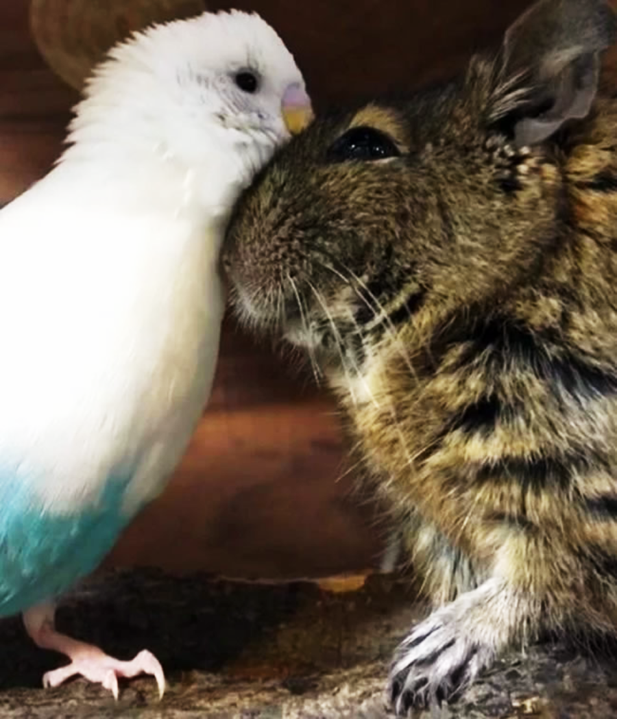 A white and blue budgerigar gently nuzzles the face of a brown, furry degu. The two animals appear affectionate and are closely snuggled on a wooden surface.