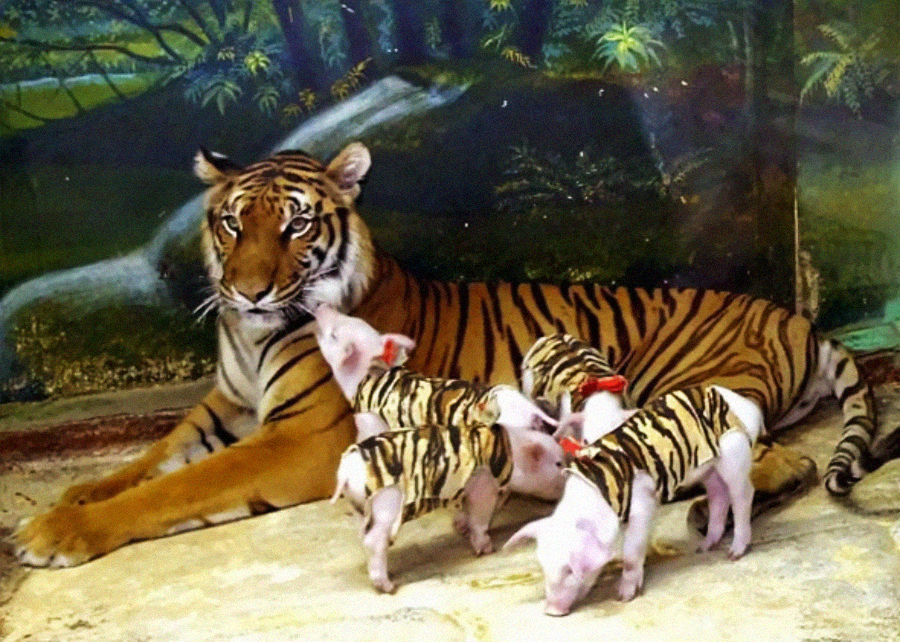 A tiger lies on the ground while four piglets painted with black tiger-like stripes stand nearby, appearing to interact with the tiger. There is a lush green painted mural in the background.
