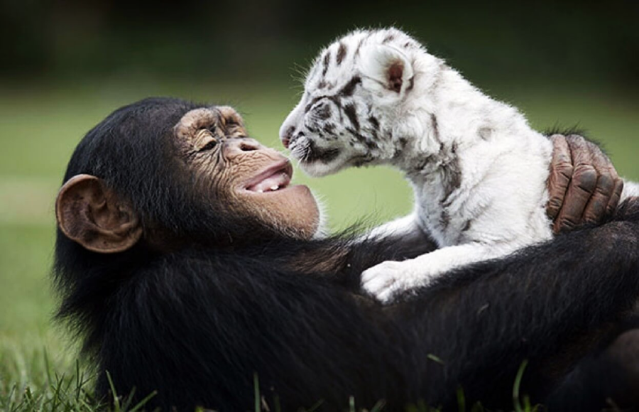 A chimpanzee lying on its back holds a white tiger cub, both appearing to smile affectionately at each other while on the grass.