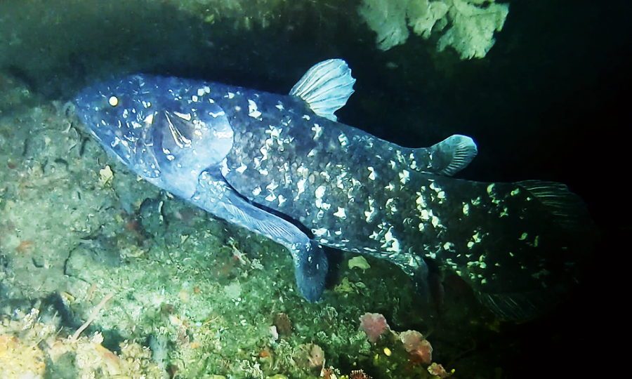 A large, dark blue coelacanth fish with white speckles swims near the rocky seabed in a deep underwater environment.