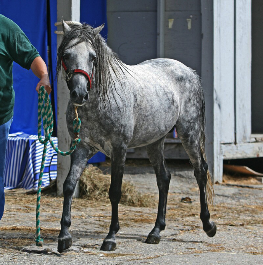 A gray horse with a red halter is being led by a person holding a green rope. The horse is walking on a paved area near a wooden structure, and hay is scattered on the ground.
