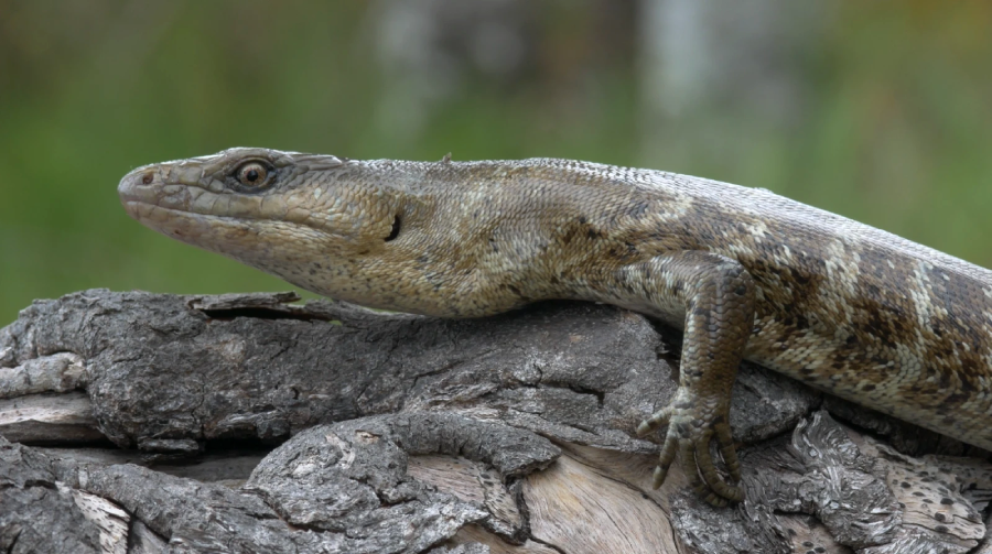 A large lizard with brown, scaly skin lies on a piece of rough, textured wood, with a blurred green background.