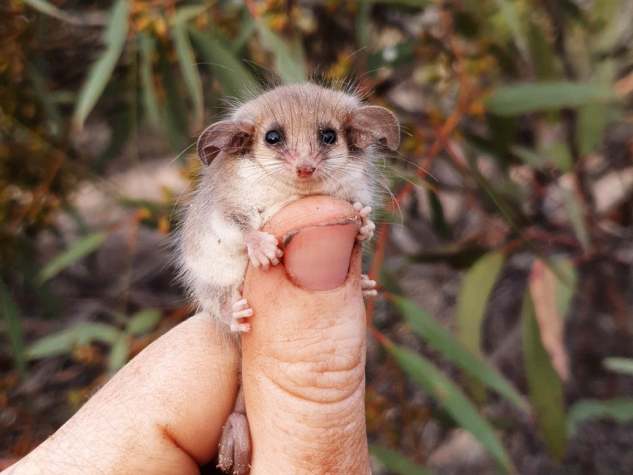 A tiny, fluffy mouse-like animal clings to a person’s thumb outdoors, surrounded by green leaves. The creature has large black eyes, small round ears, and delicate pink feet.