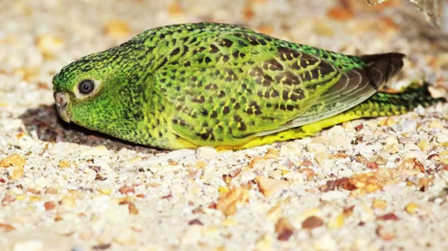 A green parrot with black markings lies flat on sandy ground, blending in with the speckled surroundings, appearing camouflaged among the small pebbles and grains.
