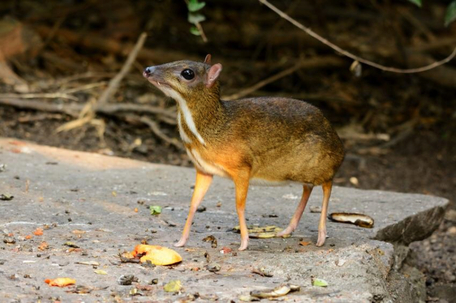 A small, deer-like animal with a brown back, white underside, and slender legs stands on a stone surface outdoors, surrounded by scattered fruit and foliage.
